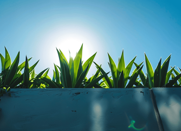 策略成功摆脱债务